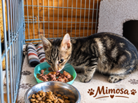   3 chatons ont besoin d'une famille 