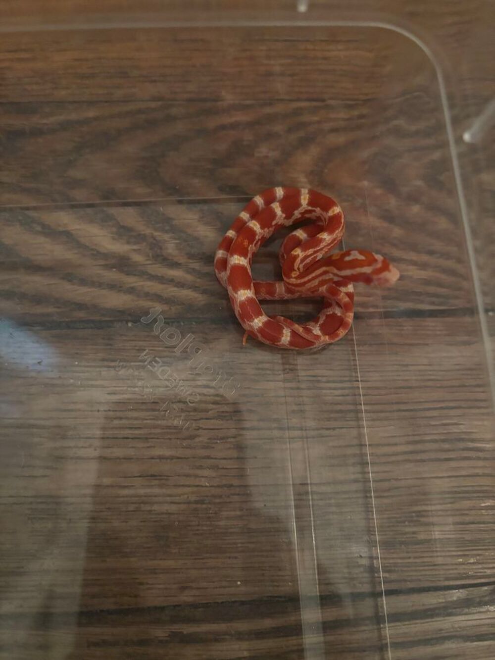   Serpent des blés NC2026 