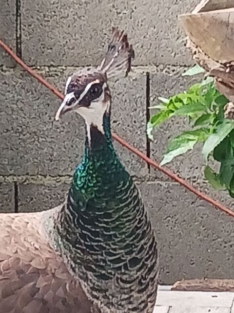 PAONS 1 84000 Avignon