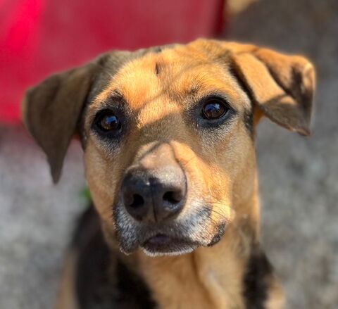 Paloma est &agrave; l'adoption 0 34000 Montpellier