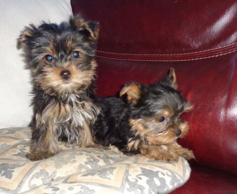 YORKSHIRE  MALE  ET FEMELLE 1200 77930 Chailly-en-bi�re