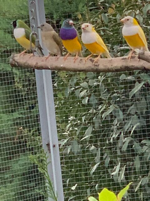 C&egrave;de diamant goulds austtaliy
20 26000 Valence