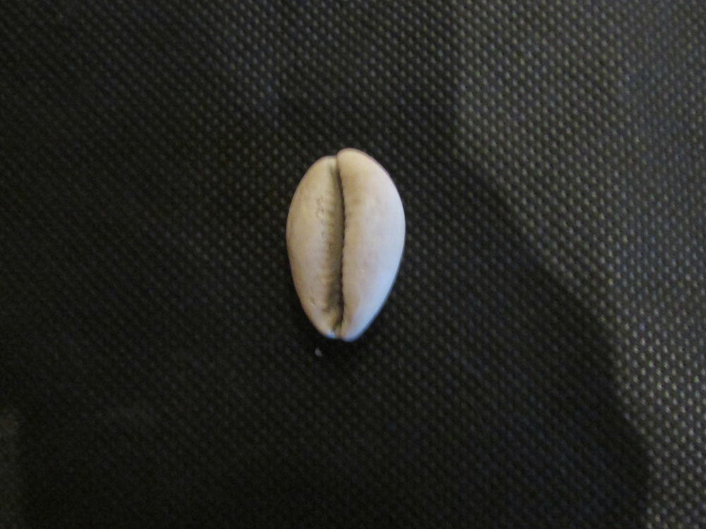 cypreae fossile m&eacute;rignac 