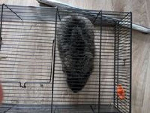   Cochon d'Inde  