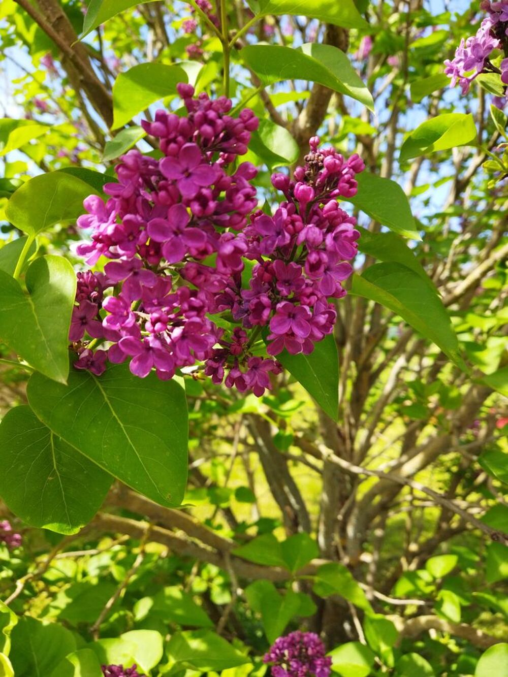 LILAS double Jardin