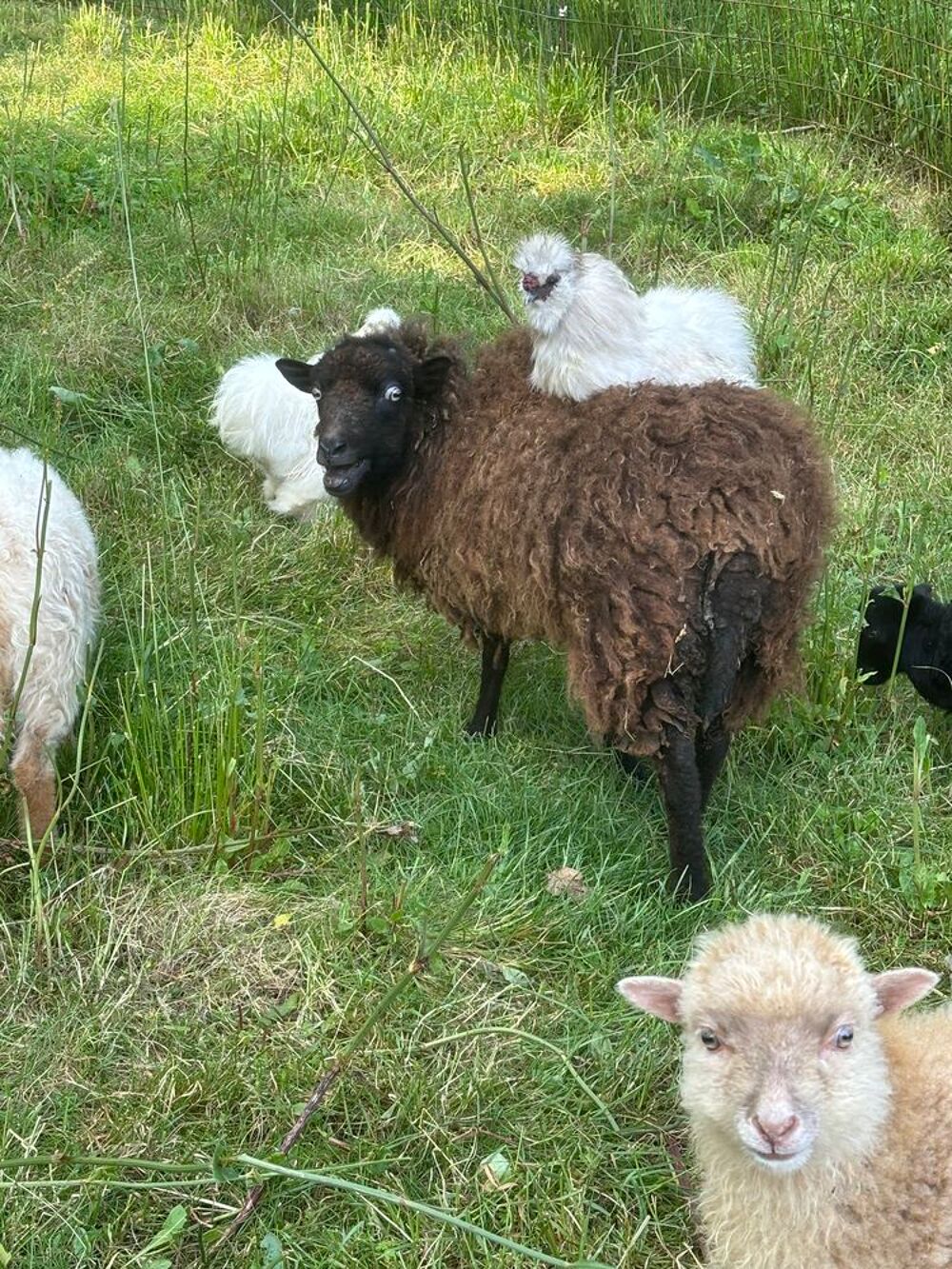   Adopte volailles cailles faisans oies dindons? 