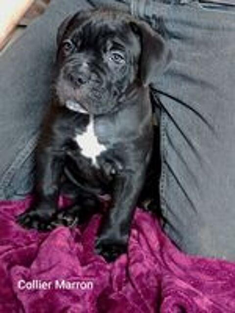   Portée Familiale Cane Corso femelles couleurs fauves rouges  