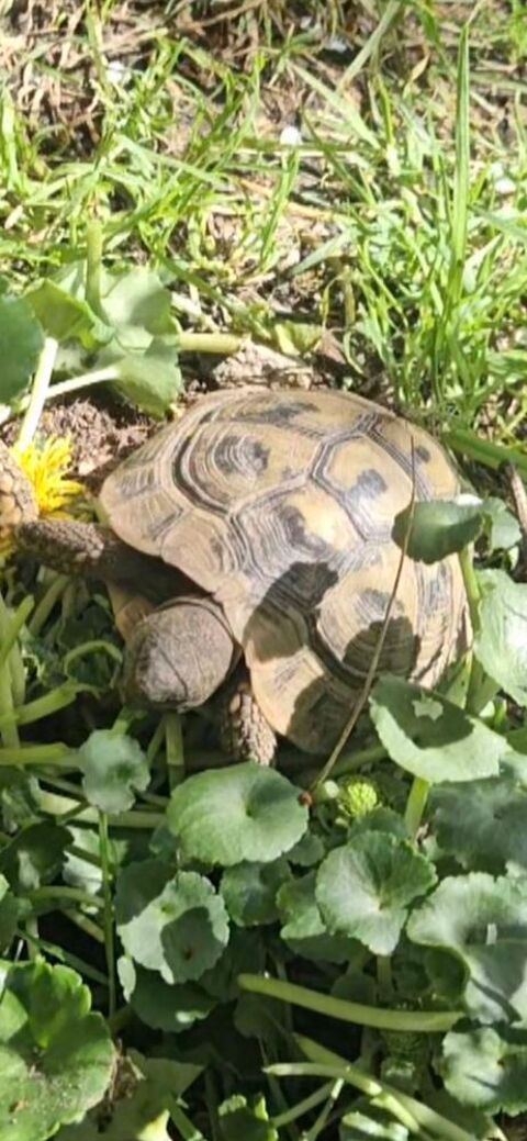 Tortue terrestre 8 ans 450 44000 Nantes
