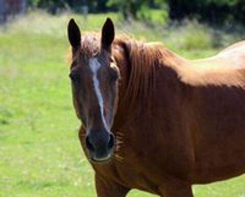   MAGIC, magnifique trotteur fran�ais � l'adoption 