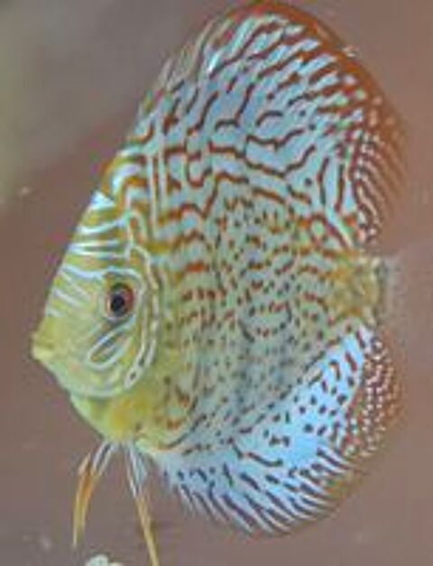   Discus 