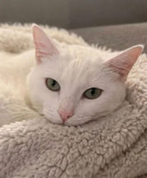   Bianca gentille chatte blanche cherche famille 