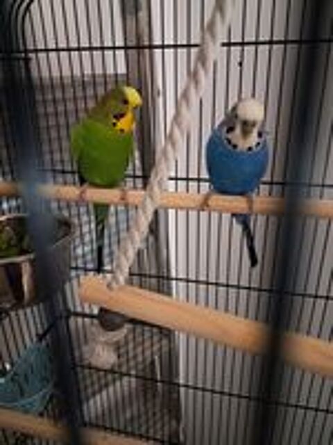   Couple perruches ondulees 
