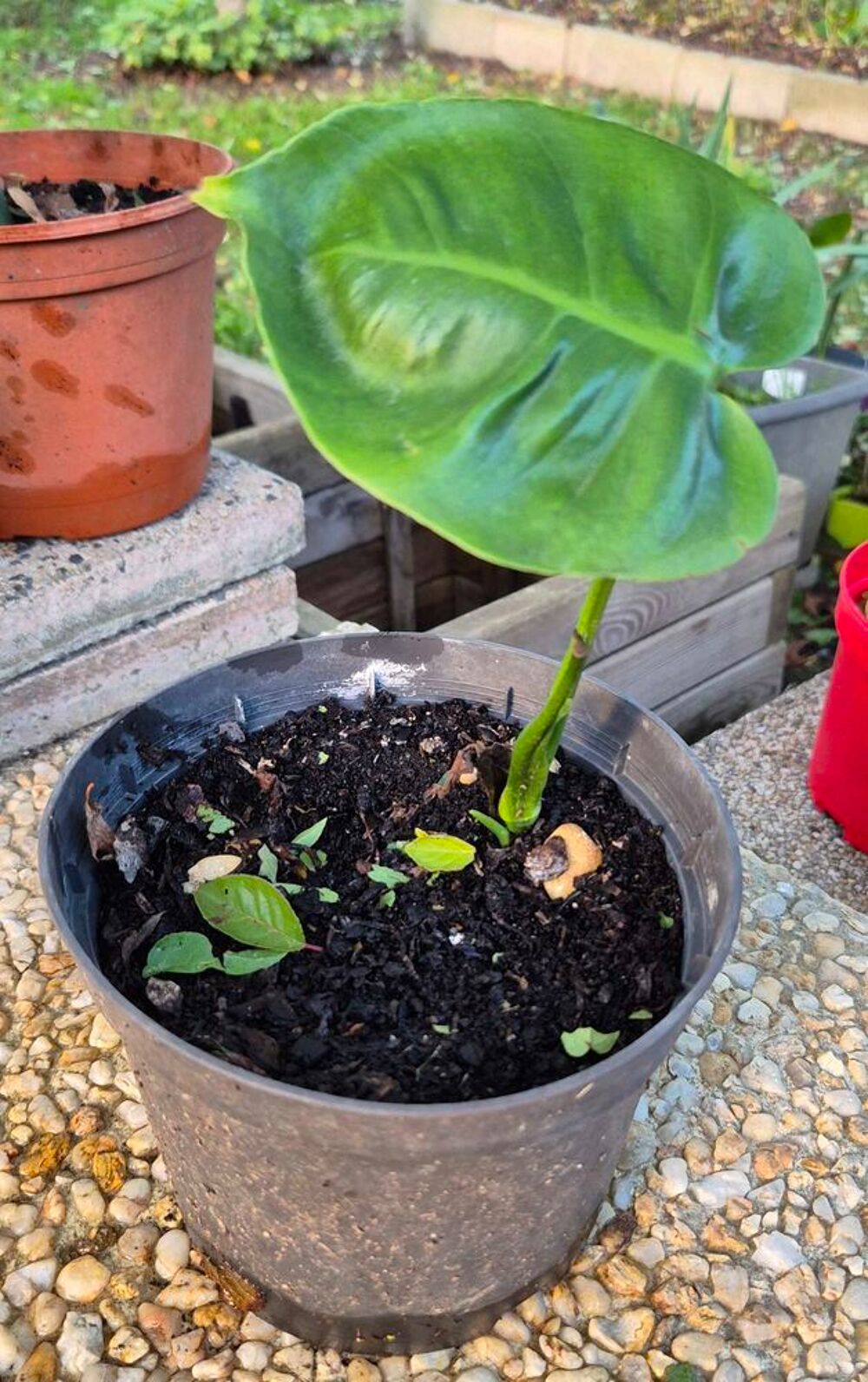 plant de monstera Décoration