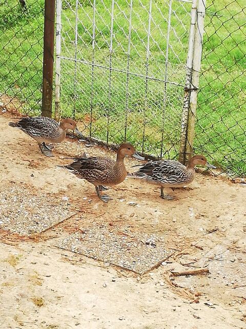 Canards pilets Europe 50 47440 Casseneuil