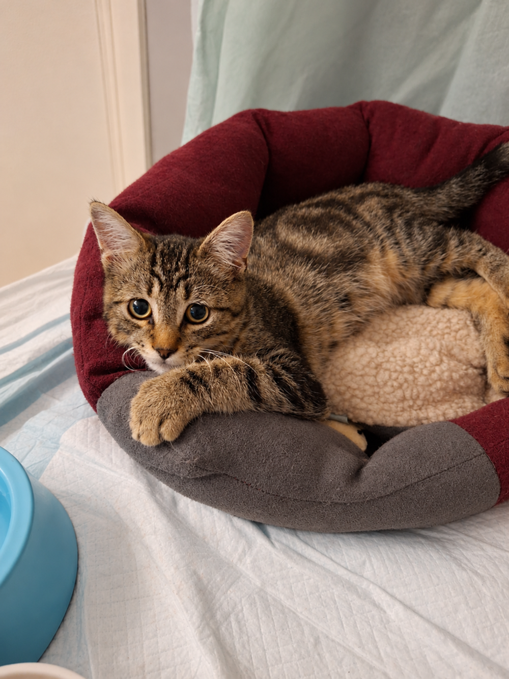   Wapi, un bonheur de petit chaton 