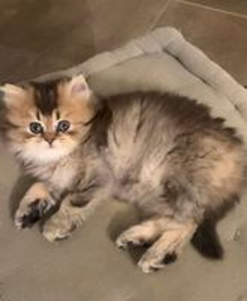   Magnifiques british shorthair et longhair  