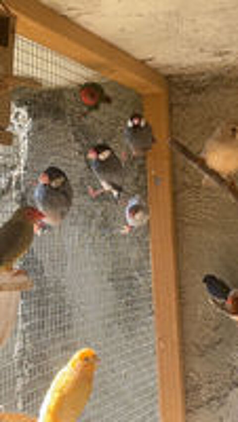   Oiseaux  