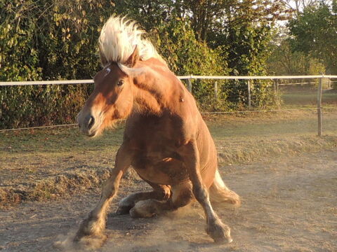 lot mat�riel �quitation 10 Manthelan (37)