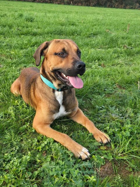 Tyser, crois&eacute; berger &agrave; adopter 350 44240 Suc�-sur-erdre