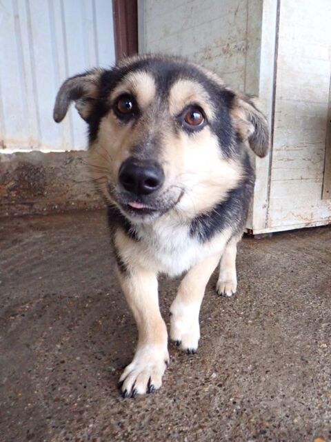 Cerruti &agrave; l'adoption 300 42000 Saint-�tienne