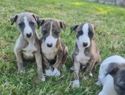   Chiots whippet LOF  