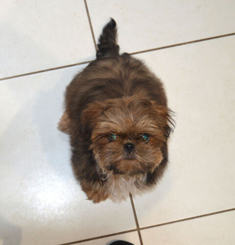 Petite femelle shih tzu disponible 1000 85250 Saint-andr�-goule-d'oie