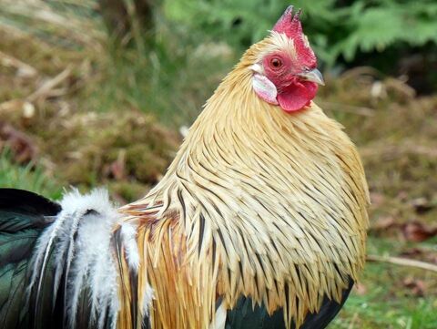 COLORADO, beau coq Phoenix Doré à l'adoption 1 44450 Saint-julien-de-concelles
