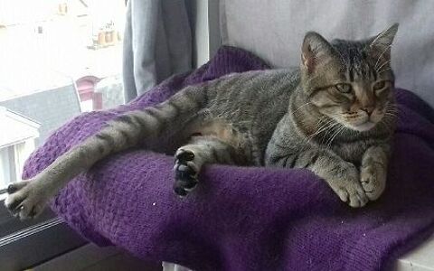 JASPE CHAT TIGRE 10 ANS 1/2 145 92260 Fontenay-aux-roses