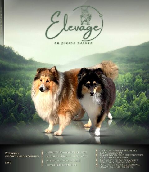 👑 Berger Shetland LOF fauves � Origines prestigieuses, parents test&eacute;s ADN, lign&eacute;e d'exception ✨ 1590 66450 Pollestres