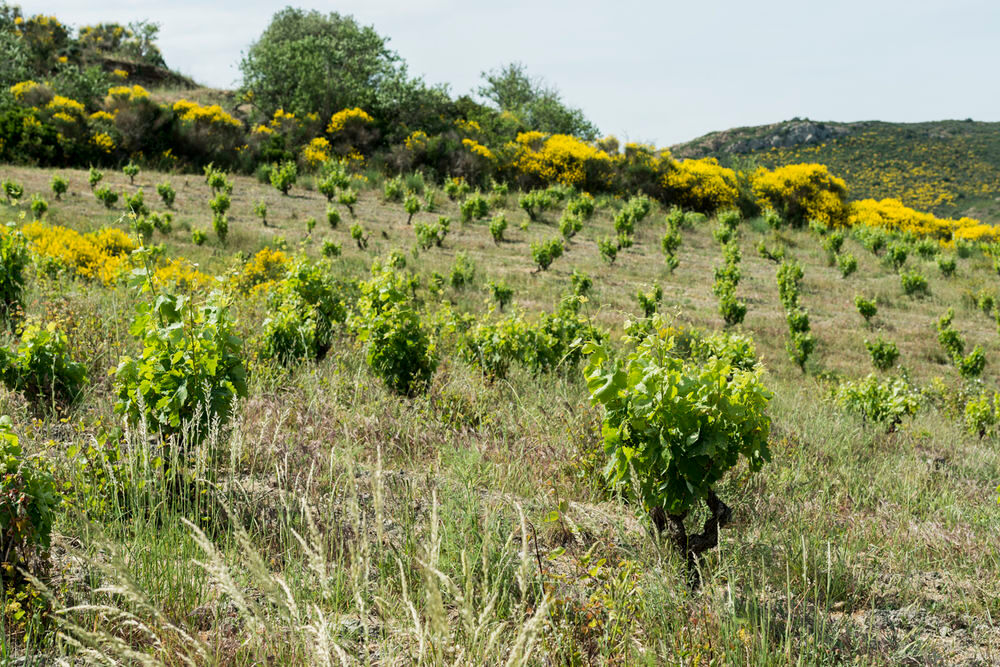 Vente Proprit/Chteau Domaine viticole en AB pour projet oenotoursitique Cascastel-des-corbires