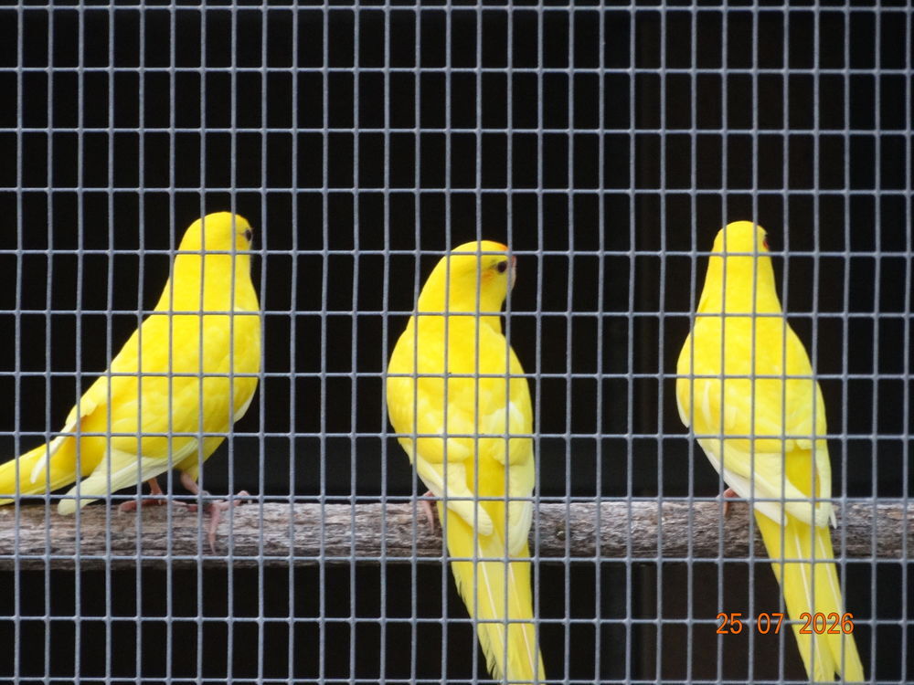   Kakariki  
