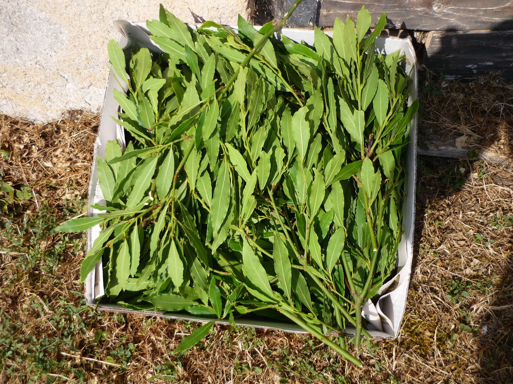LAURIER SAUCE EN FEUILLES Jardin