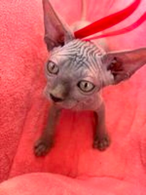   Chatons Sphynx 