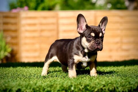 Chiots Bouledogue Fran&ccedil;ais Exotiques d'exception disponibles 1800 30920 Codognan