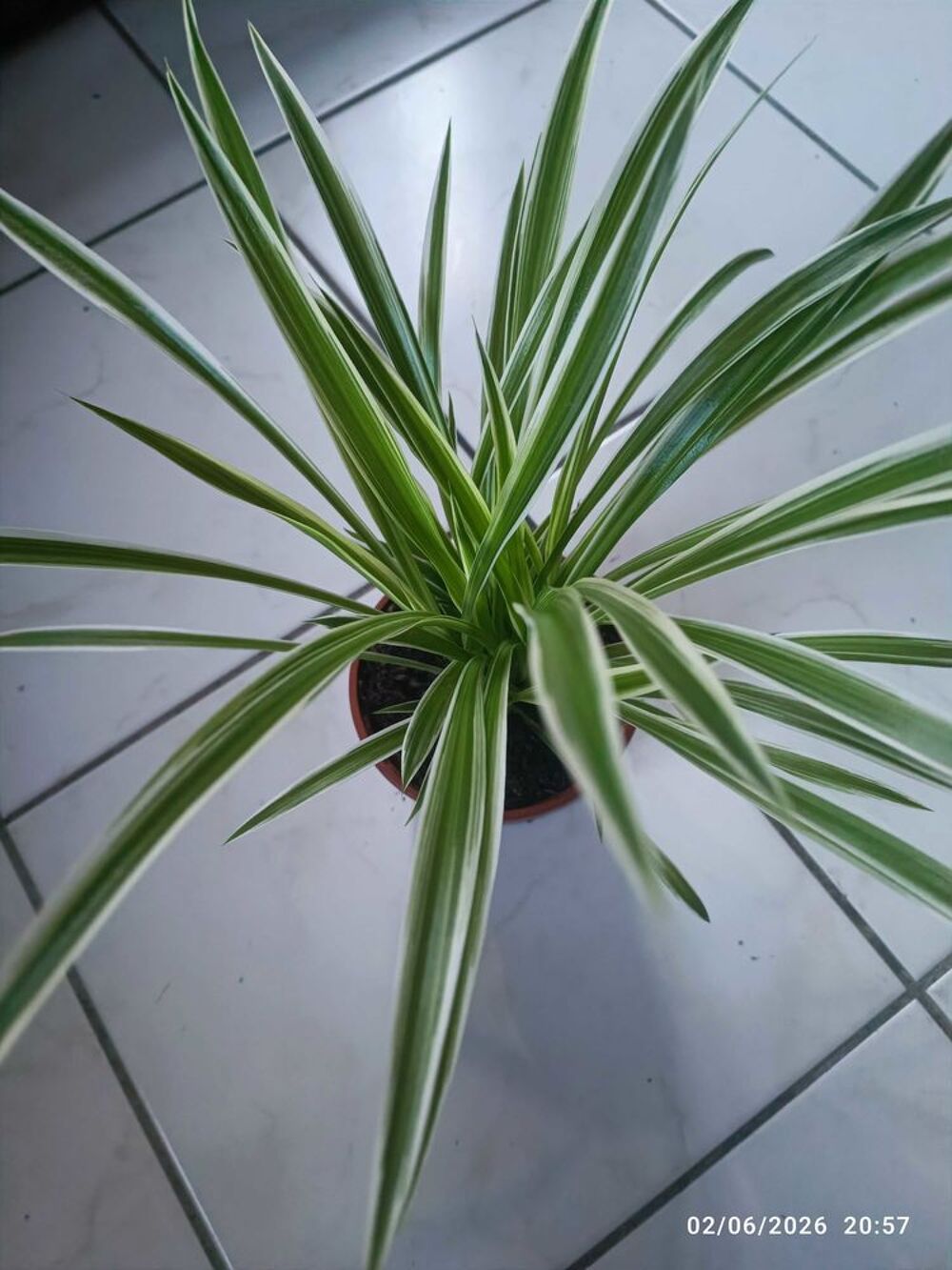 diff&eacute;rente plantes d'int&eacute;rieur spathiphyllum5€, mis&egrave;re pourpre2€ et chlorophytum 2€ Décoration
