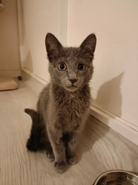 Smokie adorable chipie  180 91170 Viry-ch�tillon