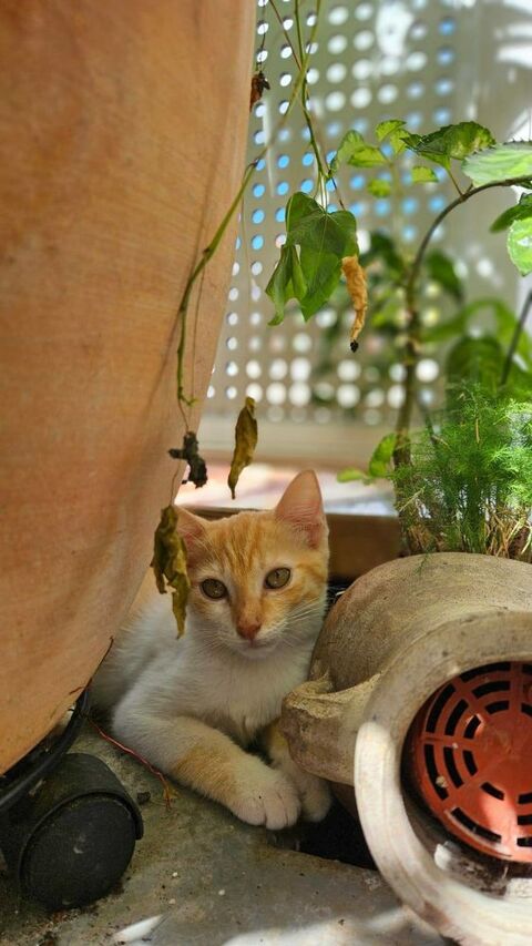 🐾 Bennington, femelle X europ&eacute;en n&eacute;e le 05/09/2025 🐱 200 77000 Livry-sur-seine