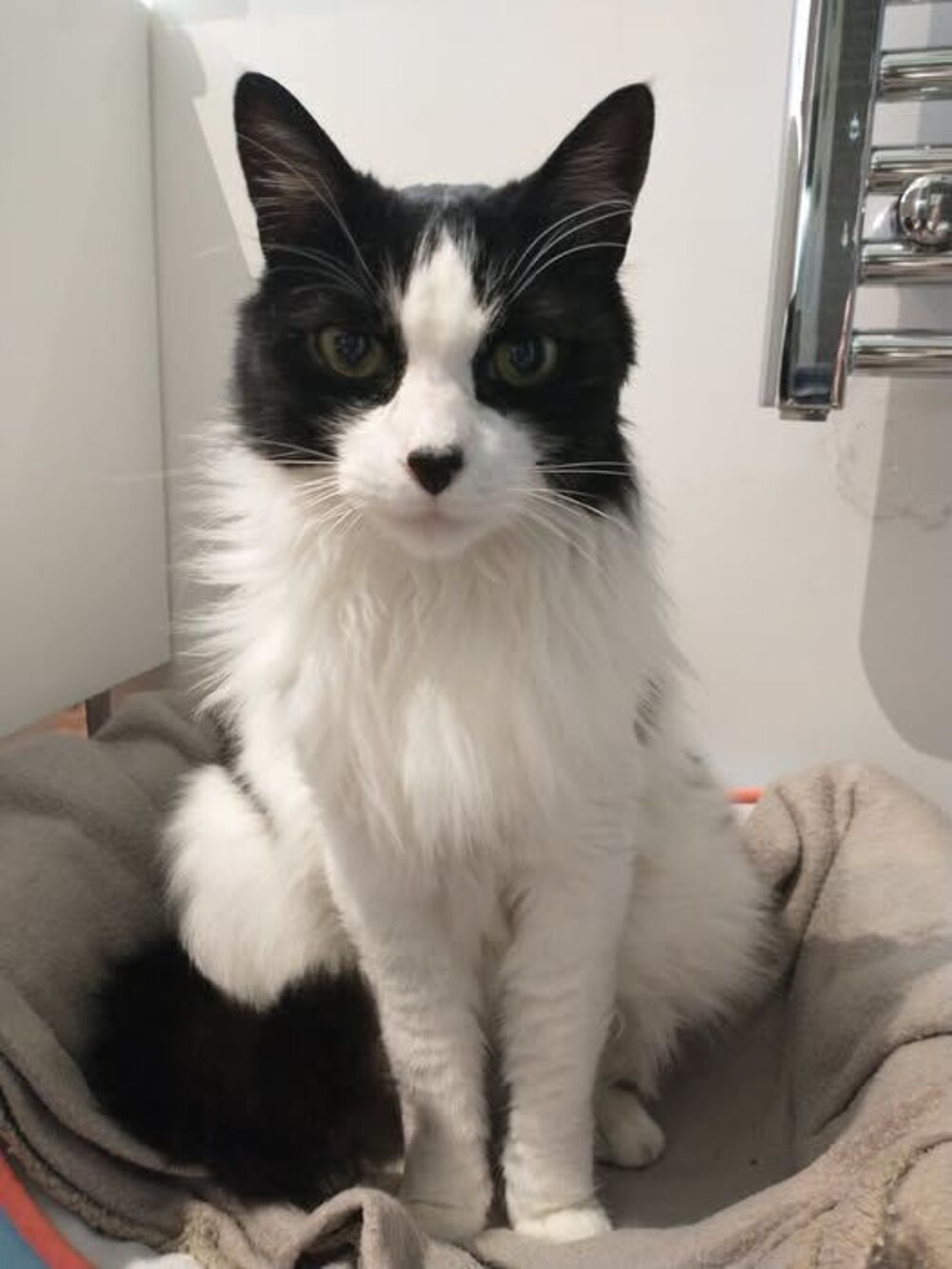   Chat UGOLIN � l adoption 