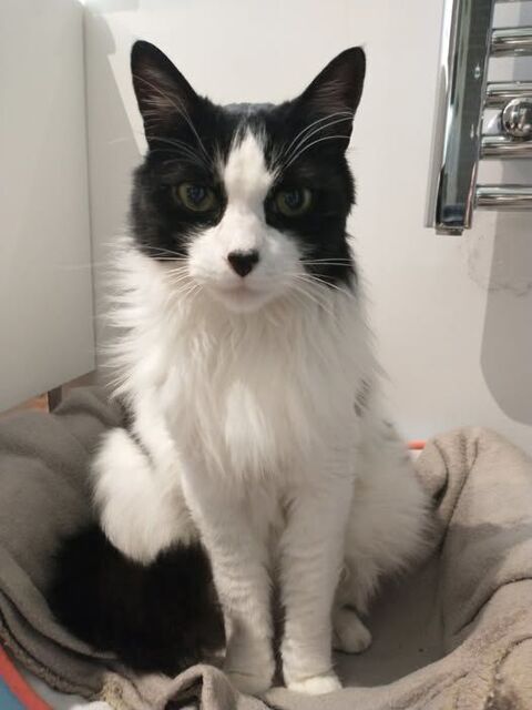 Chat UGOLIN &agrave; l adoption 150 26330 Ch�teauneuf-de-galaure