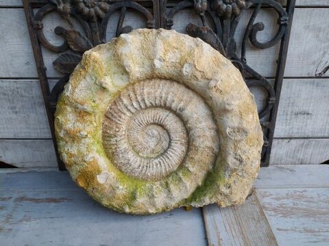 Grande Ammonite Fossile Coquillage Fossilis� 
800 Loches (37)