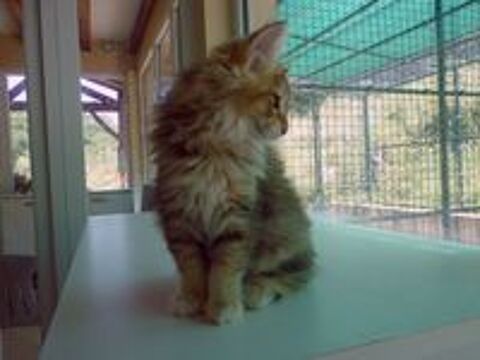   Chaton Norvegien Loof 