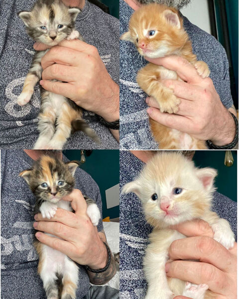 Maine coon chatons males & femelles 1200 59147 Chemy