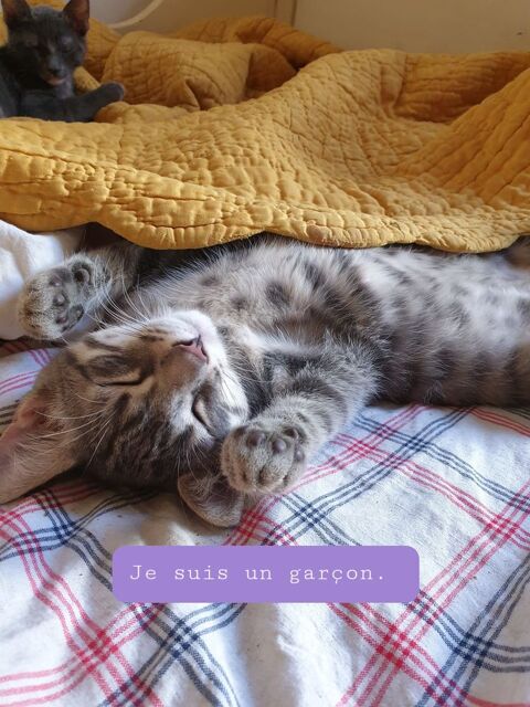 Chatons adorables joueurs, affectueux &agrave; donner gratuitement 0 30300 Beaucaire