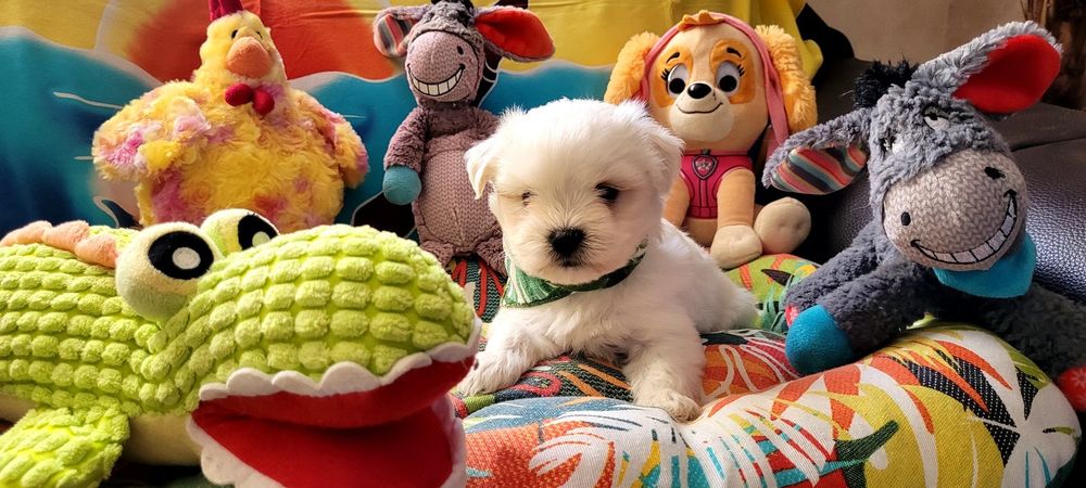   CHIOT BICHON MALTAIS (mâle) 