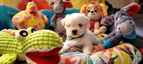 CHIOT BICHON MALTAIS (m&acirc;le) 800 41700 Le controis-en-sologne