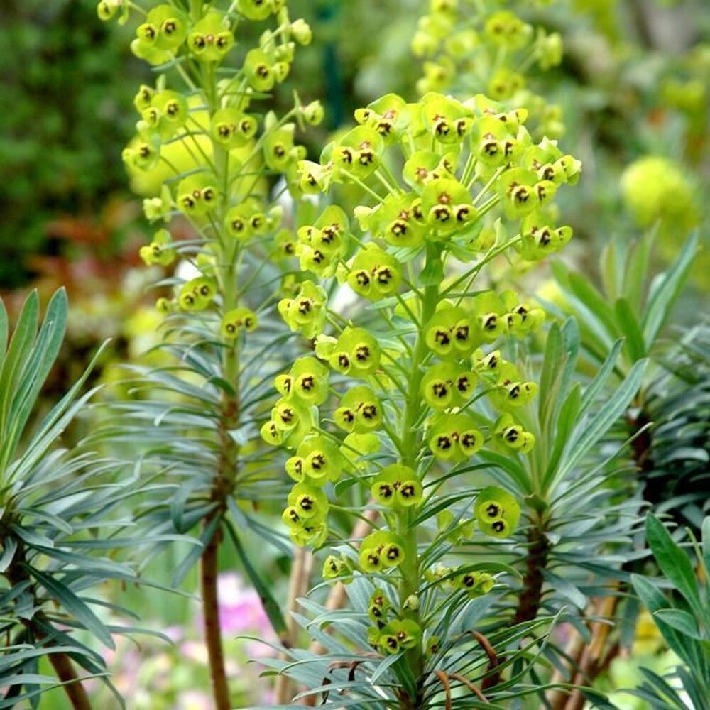 plein de plantes robustes entre 1 et 7€ en moyenne Jardin
