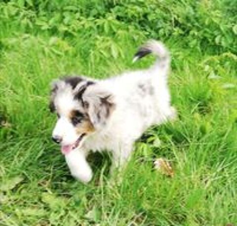   Chiots Berger australiens 