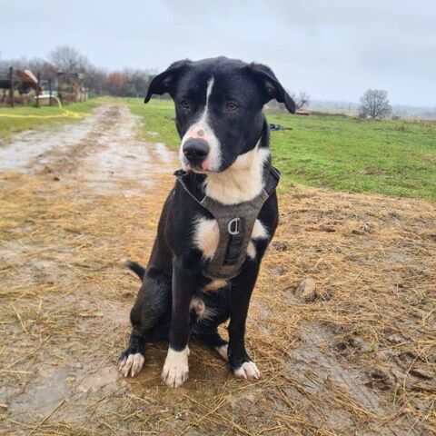 ARON 300 26120 Montvendre