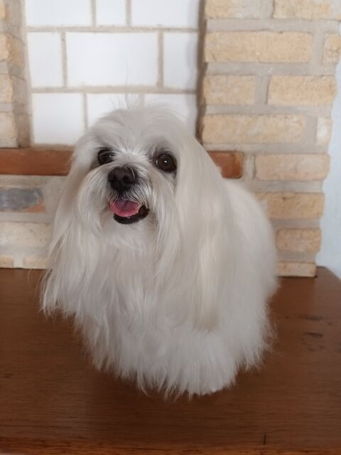 Saillie Bichon Maltais 250 62500 Clairmarais