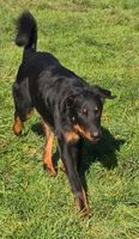   3 CHIOTS BEAUCERONS LOF MALES NOIR ET FEU 